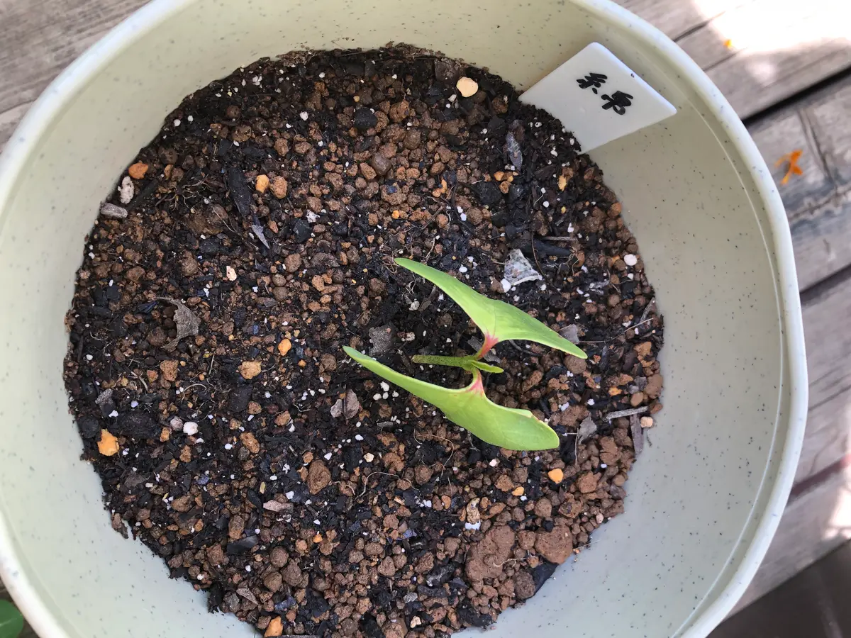 種から綿の花を見てみたい｜そだレポ（栽培レポート）bykuru｜みんなの