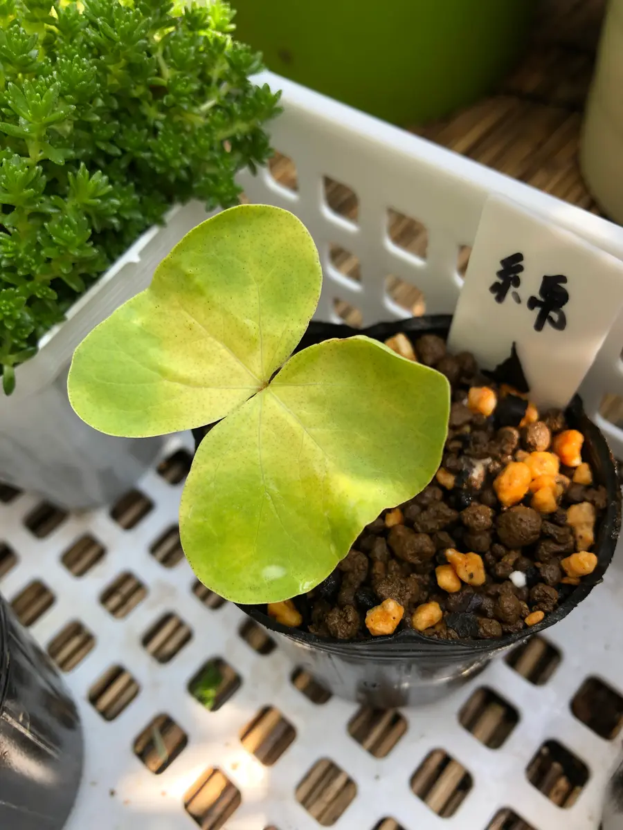 種から綿の花を見てみたい｜そだレポ（栽培レポート）bykuru｜みんなの