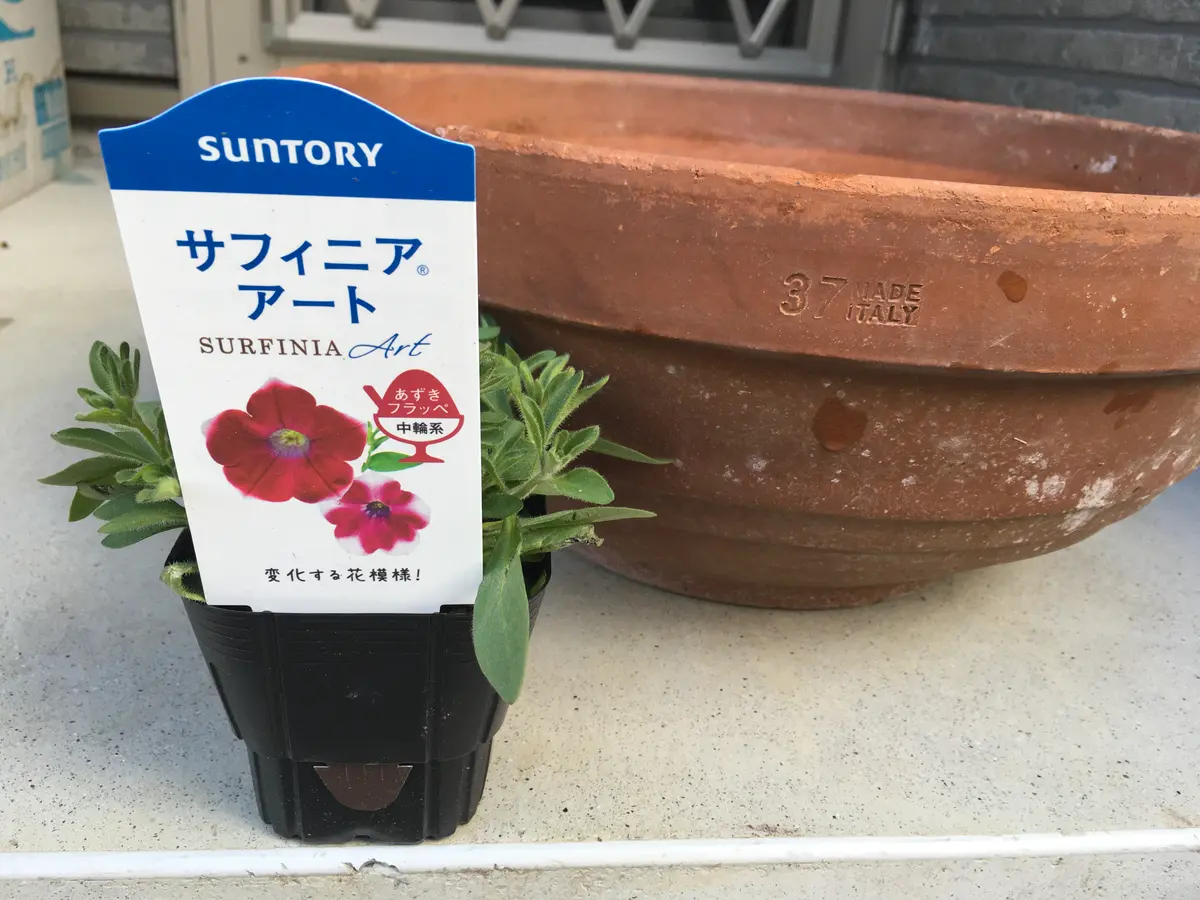 あずきフラッペひと株を大鉢に溢れる様に咲かせる花チャレンジNO.1｜そ