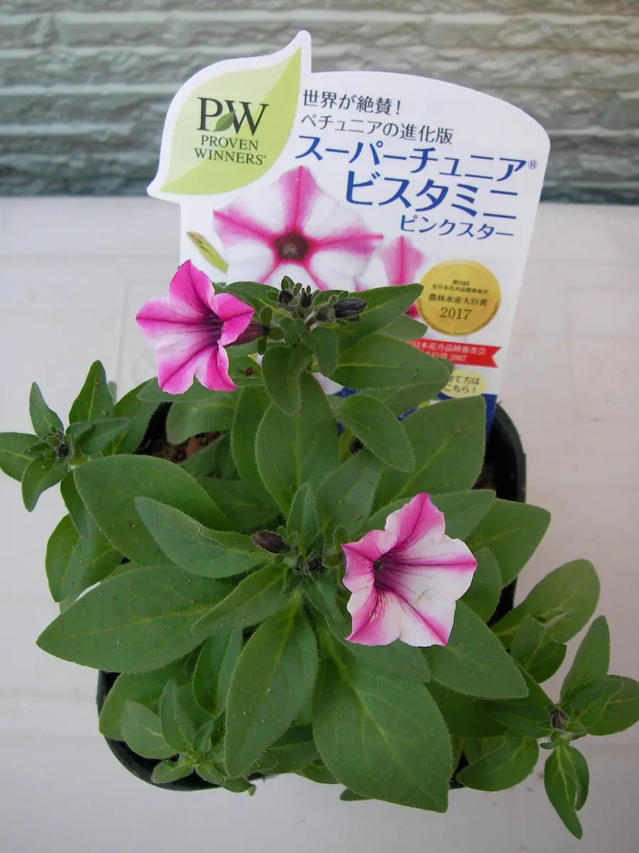 スーパーチュニアミニ ブルースターとピンク【八号スタンド鉢】サフィニア桃色ハート スーパーチュニア® | PROVEN WINNERS (PW)【植物の国際ブランド】