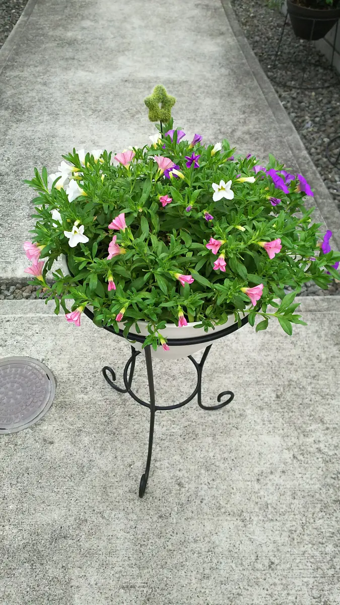 カリブラコア/3色のお花をいっぱい咲かせたい！｜そだレポ（栽培