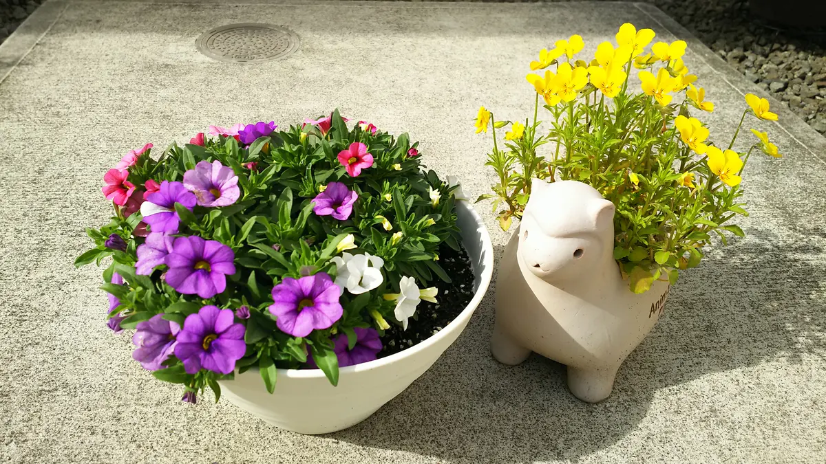 【非加熱】超希少！グリーンアメジストミニドーム⭐️ぽこぽこ花付き カリブラコア/3色のお花をいっぱい咲かせたい！｜そだレポ（栽培