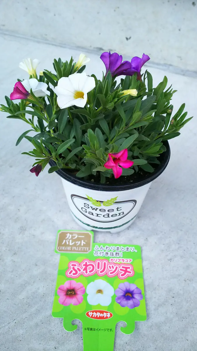 カリブラコア/3色のお花をいっぱい咲かせたい！｜そだレポ（栽培