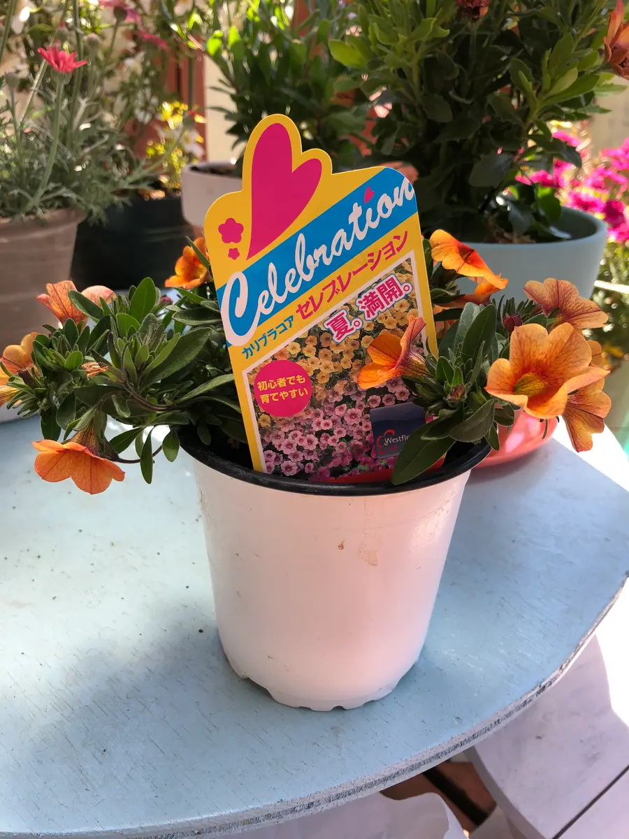 オレンジ🧡のカリブラコア☆セレブレーションを大きなモリモリちゃんに