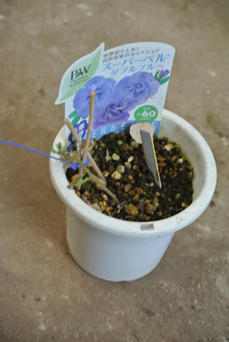 スーパーベル多肉植物 スーパーベル多肉植物