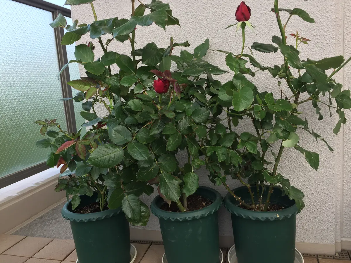 バラ苗 Joechan様4苗 挿し木 バラ 挿し木 2年苗