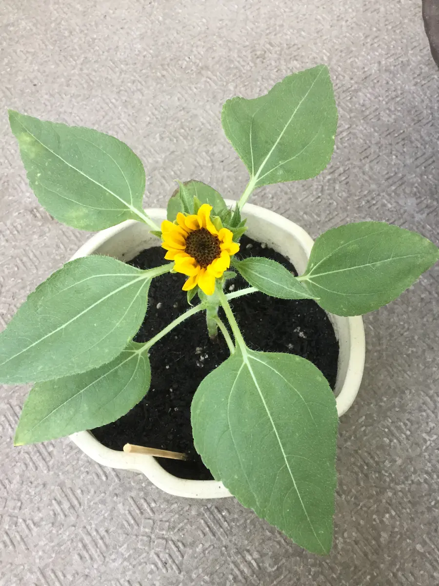 赤ちゃんひまわり育てます〜追悼・西城秀樹さん〜『あなたのことを忘れ