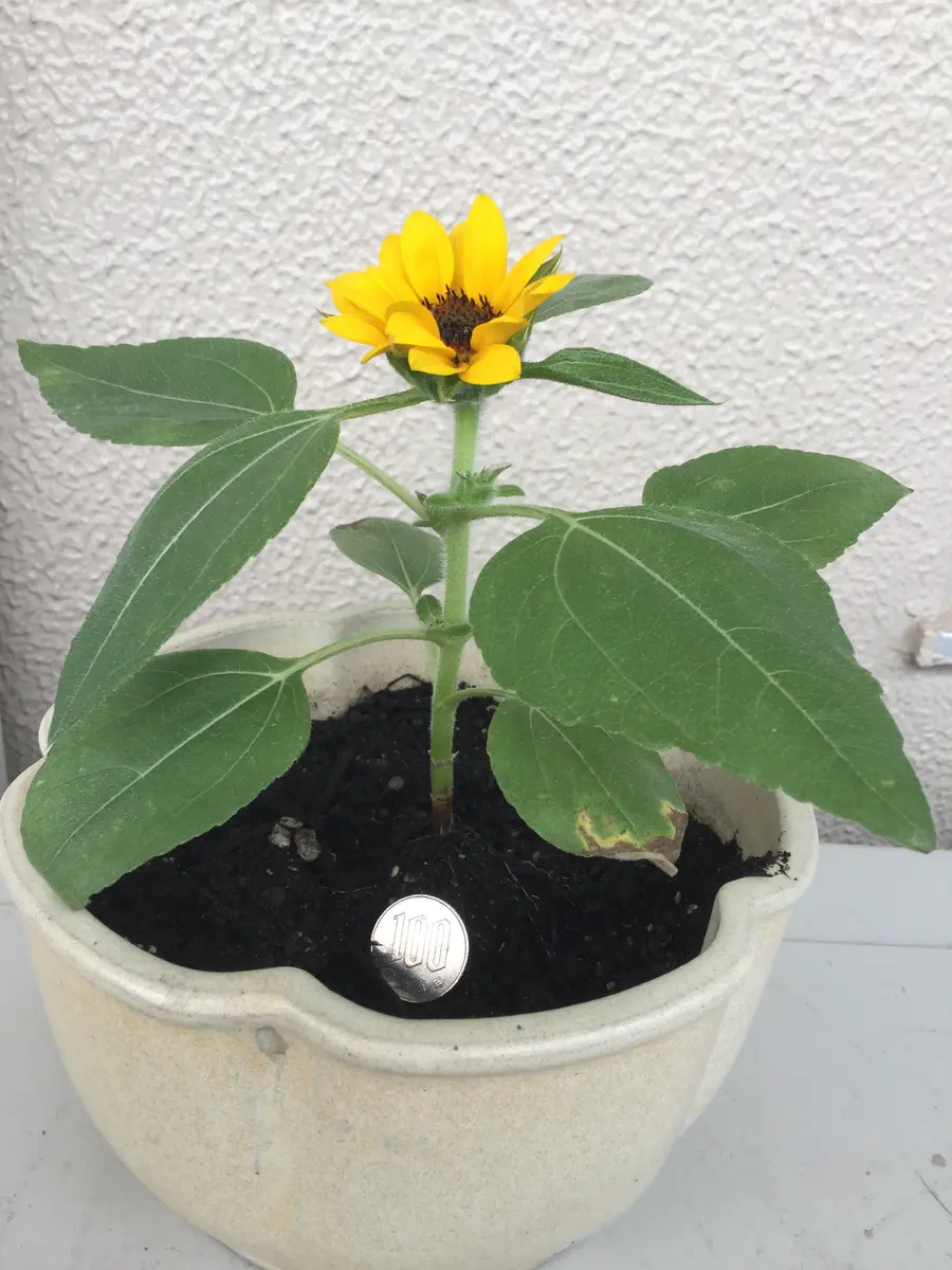 赤ちゃんひまわり育てます〜追悼・西城秀樹さん〜『あなたのことを忘れ