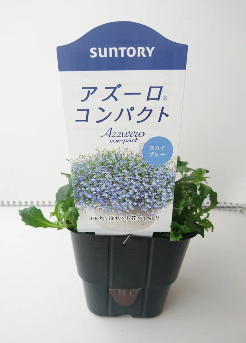 アズーロコンパクトをふんわりこんもり咲かせるチャレンジ♪｜そだレポ