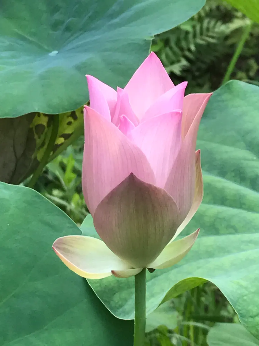 蓮を種から育ててみます。花が咲くといいなぁ。｜そだレポ（栽培