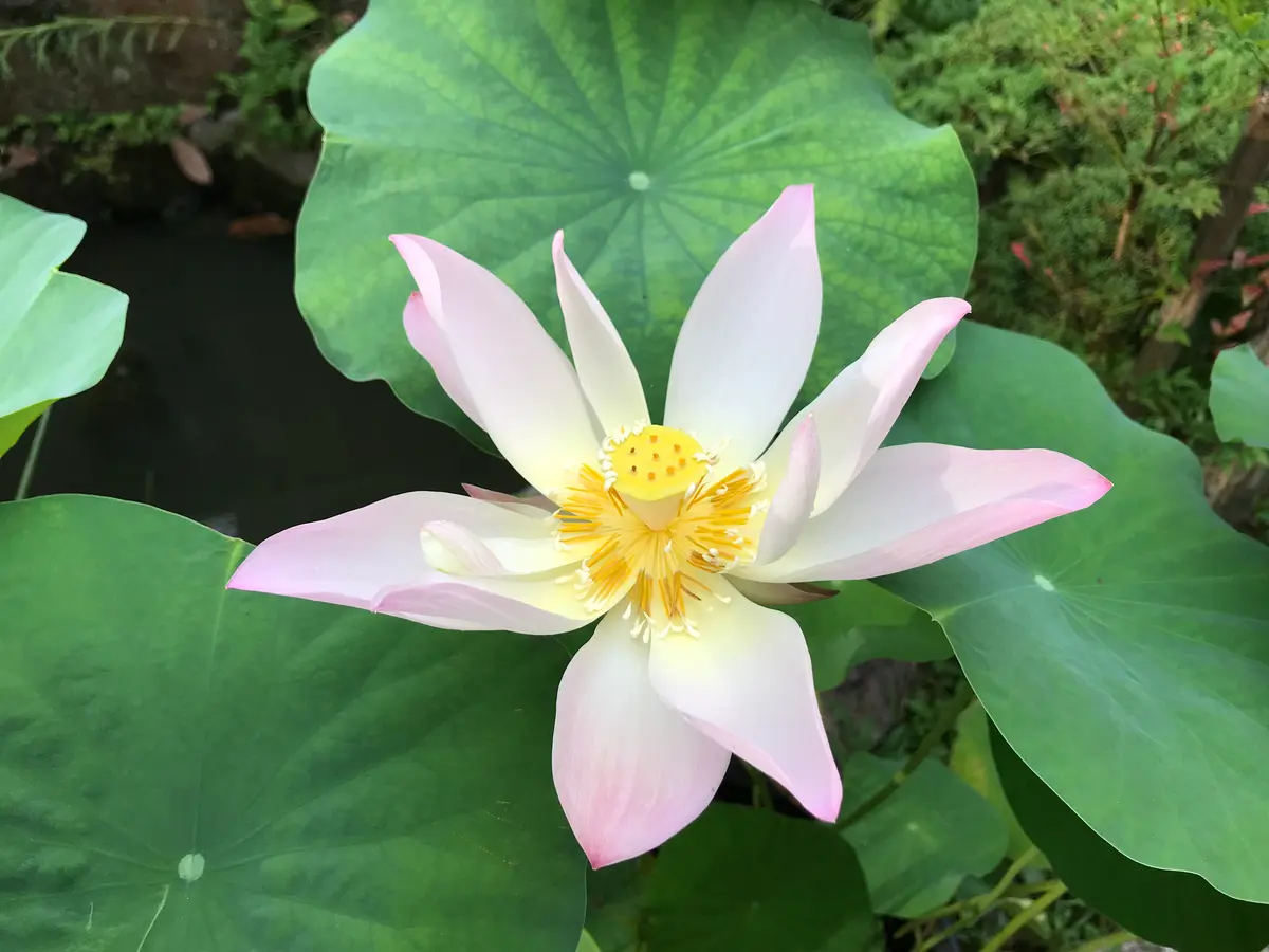蓮を種から育ててみます。花が咲くといいなぁ。｜ハスのそだレポ（栽培