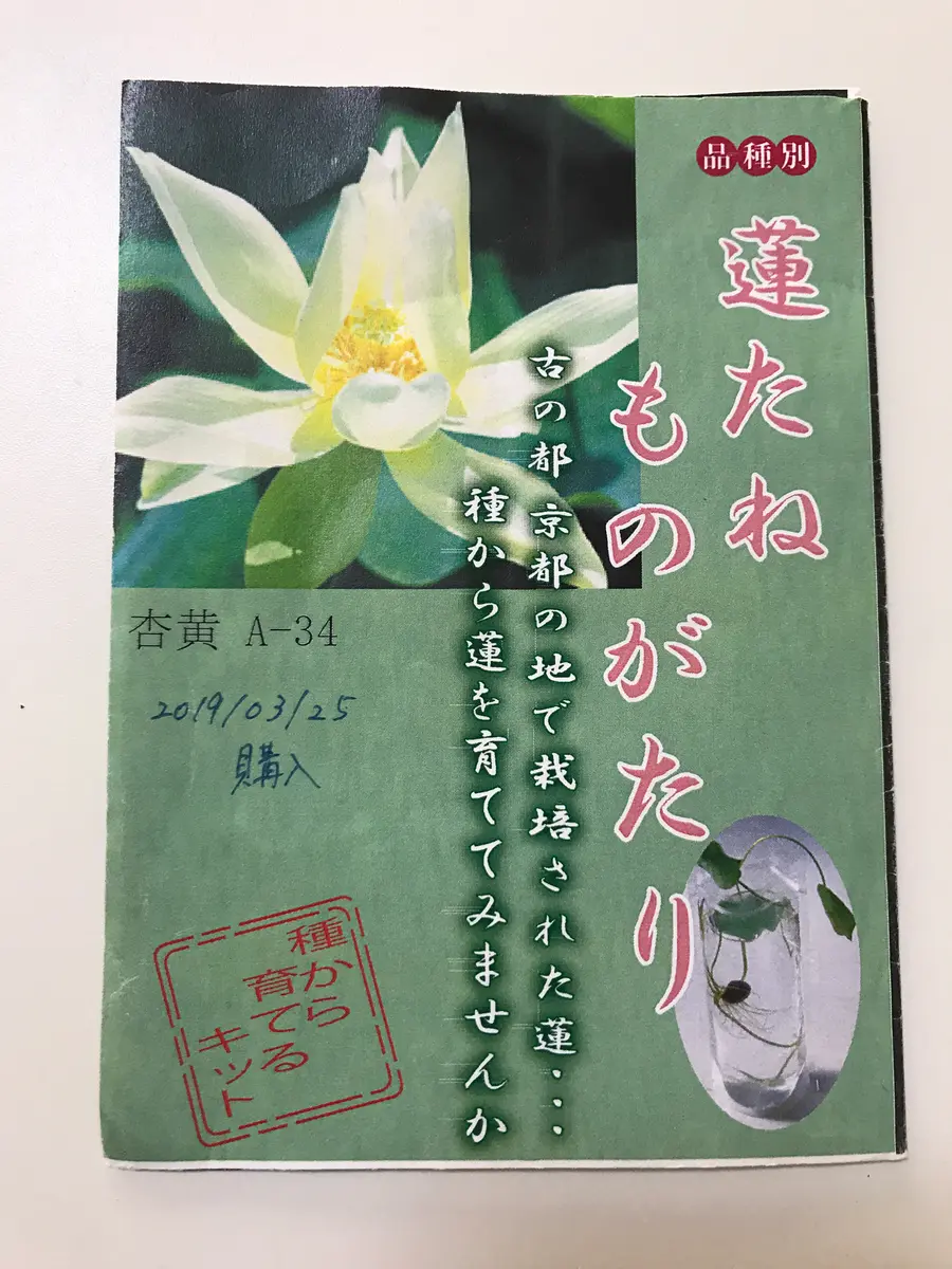 蓮を種から育ててみます。花が咲くといいなぁ。｜そだレポ（栽培