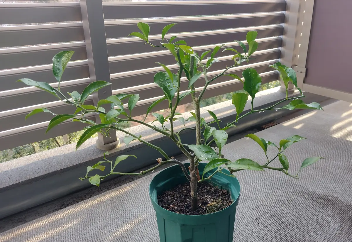 はるか食べ終わった実からチャレンジ2019→2024｜そだレポ（栽培