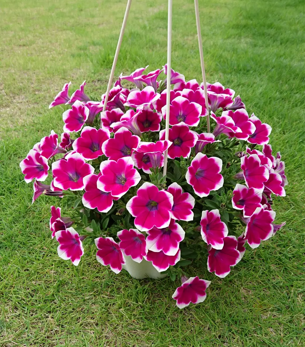 鉢いっぱい咲かせたい！｜そだレポ（栽培レポート）byhua｜みんなの