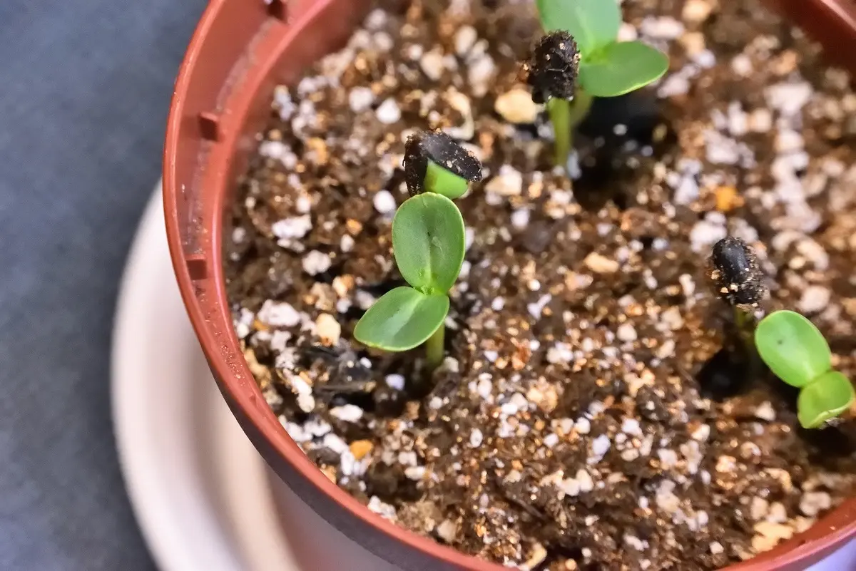 ミニひまわりのハラハラ・ドキドキの種からの栽培です｜そだレポ（栽培