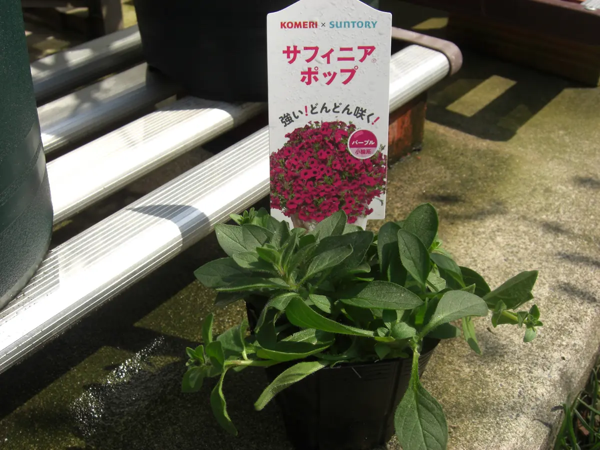 鉢いっぱいの花を咲かせたいな｜そだレポ（栽培レポート）byキャンディ
