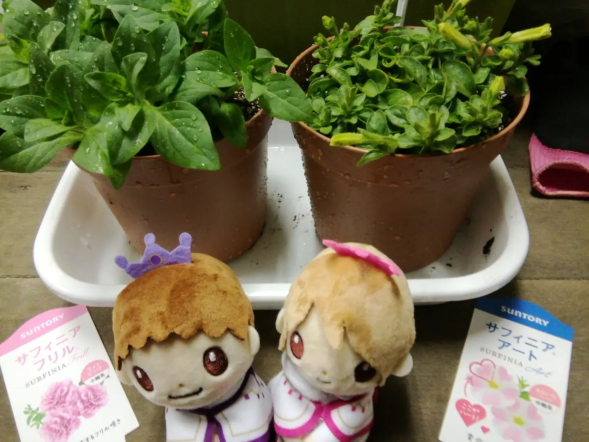 美しさが持続するフリル咲】サフィニアフリル｜そだレポ（栽培レポート 