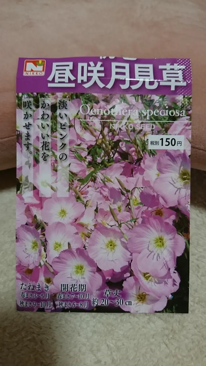 リベンジ☆昼咲き月見草｜そだレポ（栽培レポート）bypigpig｜みんなの