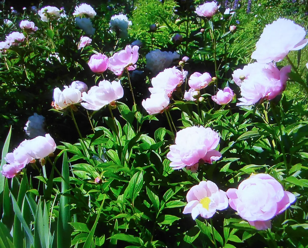 初めての芍薬 2019年2月～｜そだレポ（栽培レポート）byjackママ