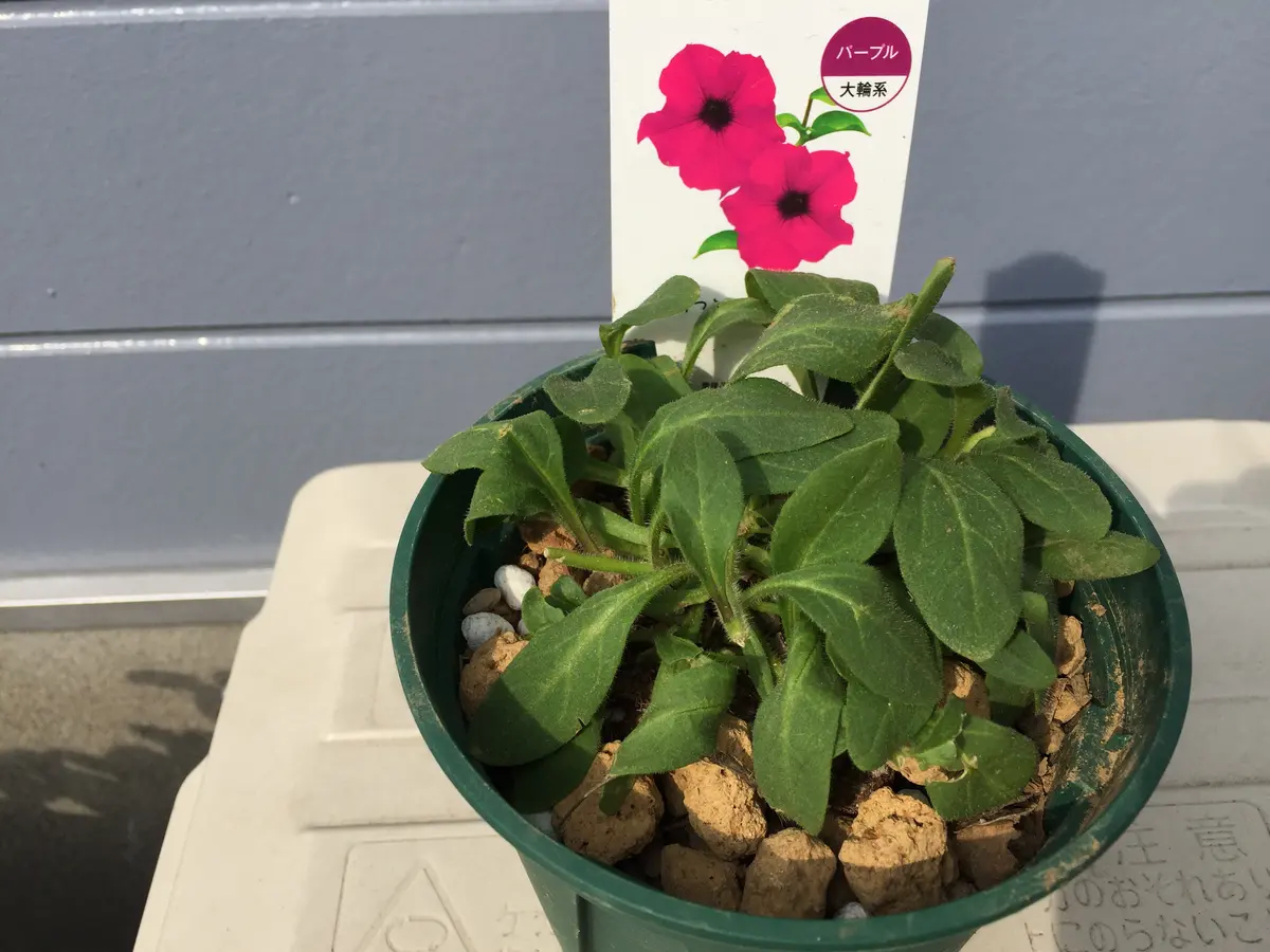 鉢いっぱい溢れるほどに花を咲かせよう｜そだレポ（栽培レポート）byく