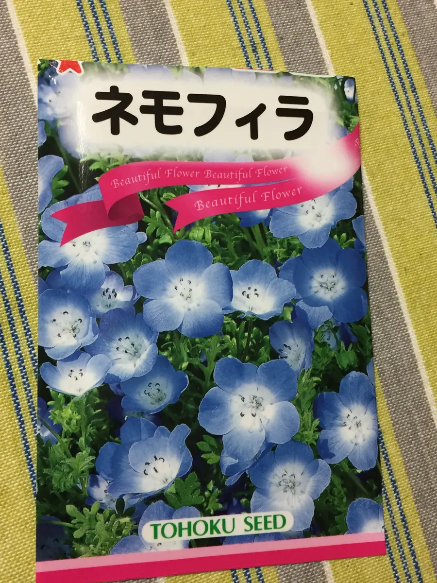 ねもふぃら購入ページ ネモフィラをたくさん綺麗に咲かせたい！｜そだレポ（栽培レポート）by