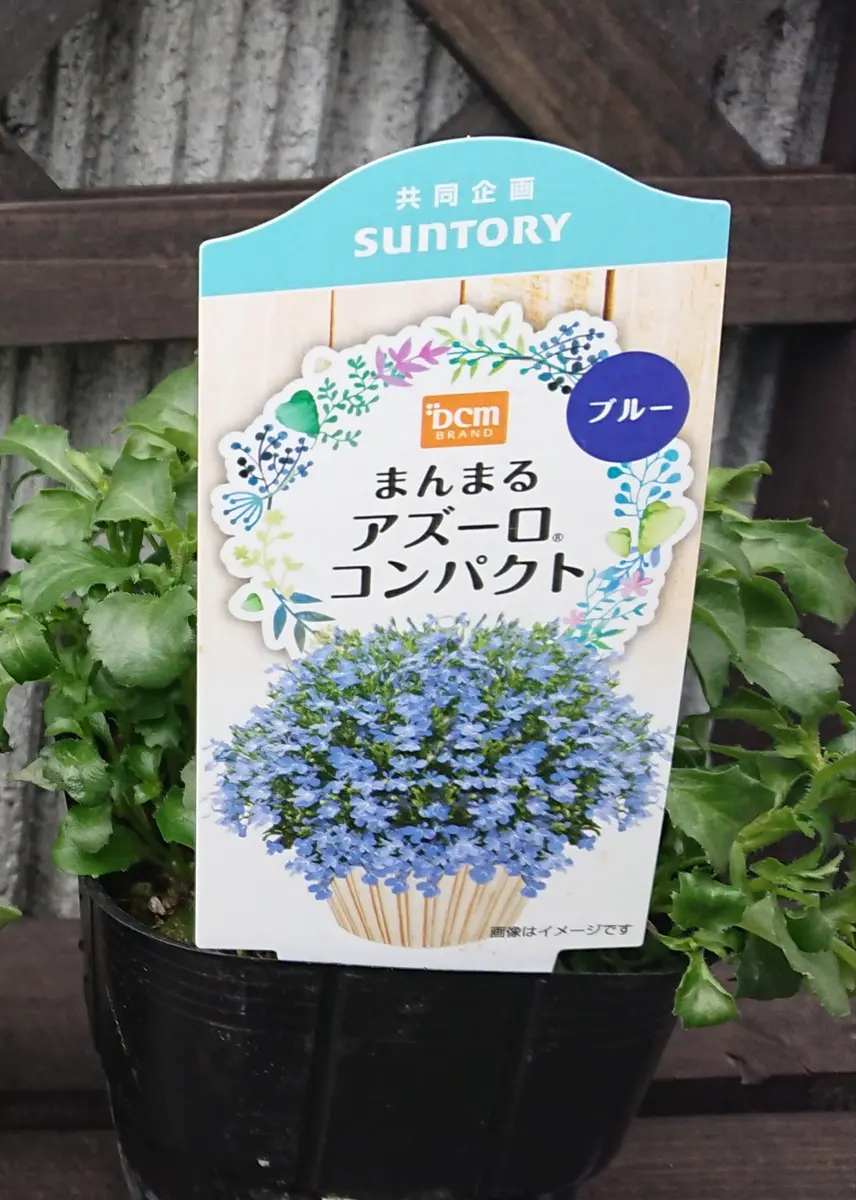 多肉植物 青い花模様の鉢*3 多肉植物セット 青い花模様の鉢*3 多肉植物