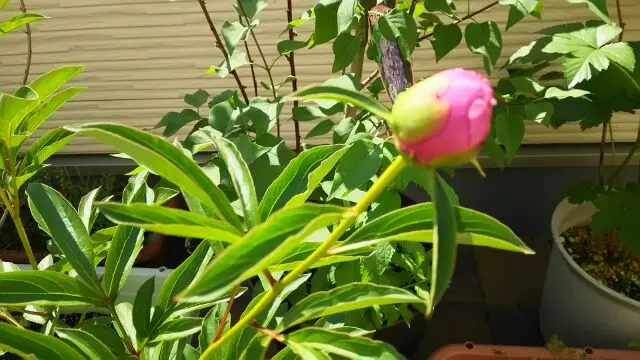 楽天市場】芍薬苗（シャクヤク苗）アメリカ 5号苗（J10） : 千草園芸