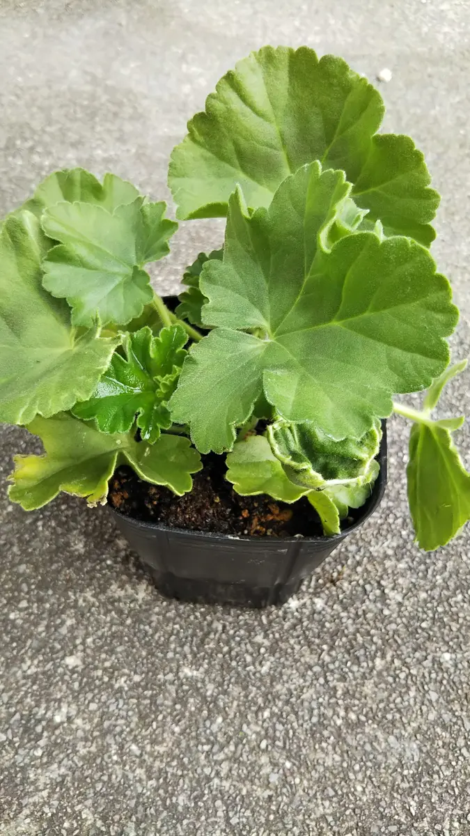 本当に 安いFlower Gardening - 53L ハオルチア 多肉植物 アイス