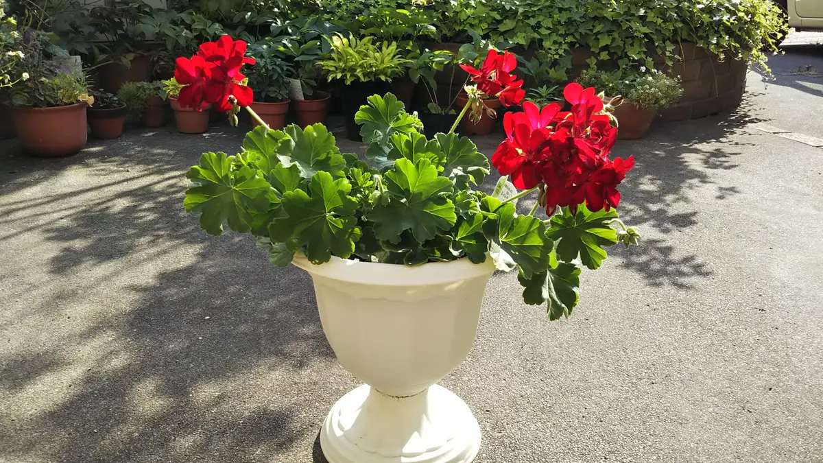 苦手を克服チャレンジ☆真っ赤なゼラニウムを溢れるほど咲かせたい