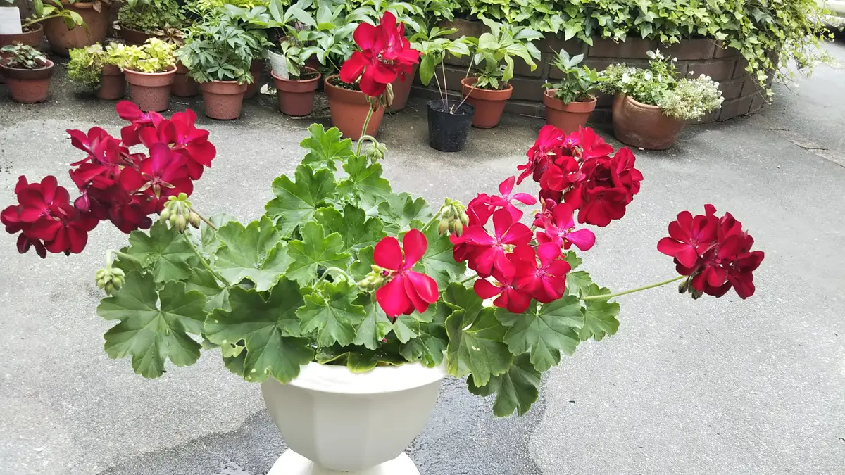お得意　ゼラニューム　レアなお色目。真紅。 苦手を克服チャレンジ☆真っ赤なゼラニウムを溢れるほど咲かせ