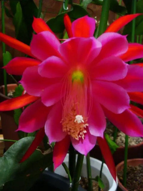 そろそろ終了　赤いクジャクサボテン苗　大株！入手困難 クジャクサボテン赤 - メルカリ