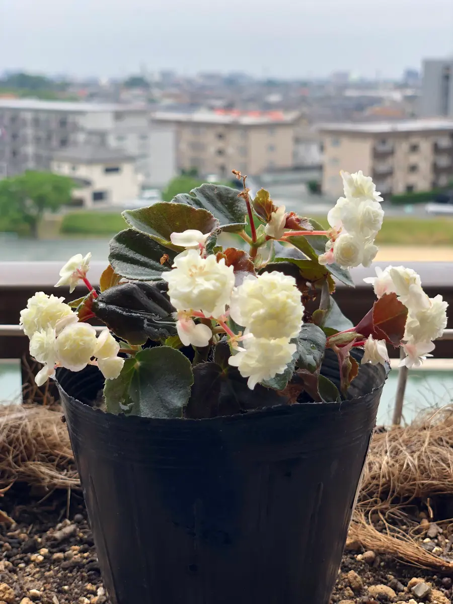 ベゴニア銅葉八重の白い花｜そだレポ（栽培レポート）byもっこう