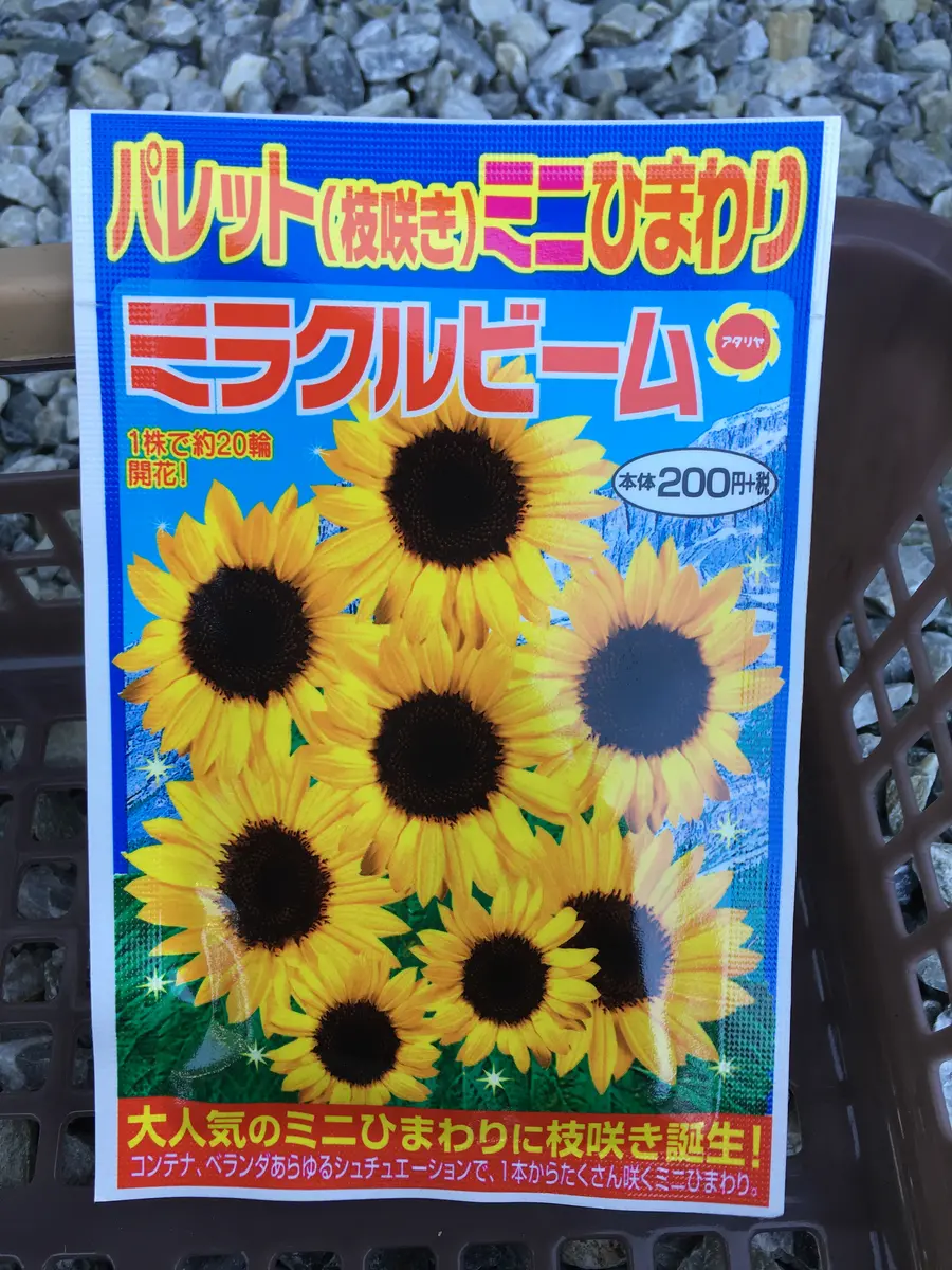 咲いたら成功☆ミニひまわり(ミラクルビーム)｜そだレポ（栽培レポート