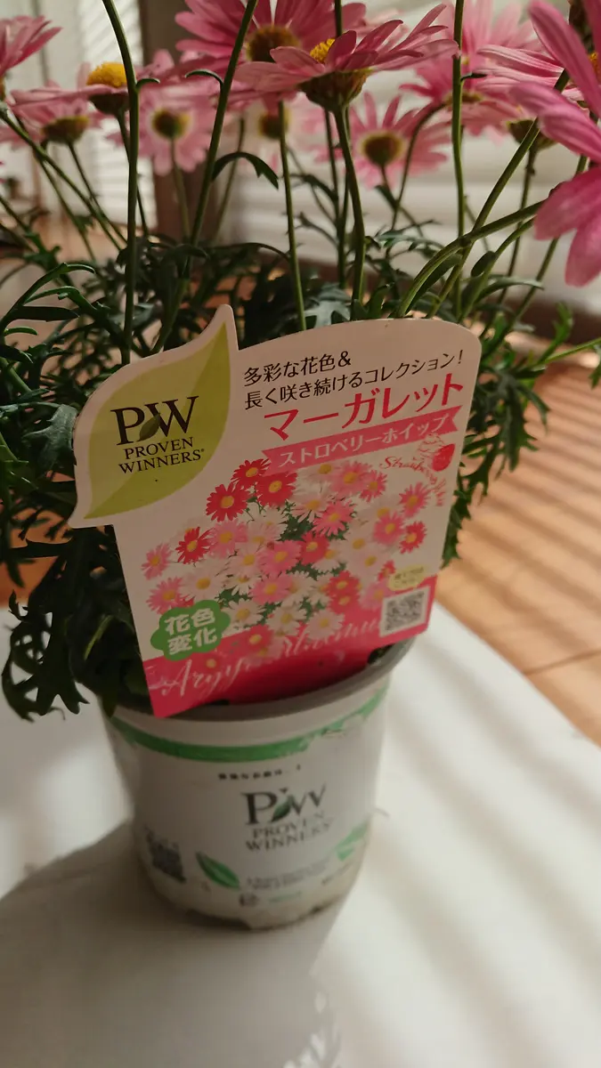 はじめてのマーガレット“ストロベリーホイップ”をこんもり咲かせ