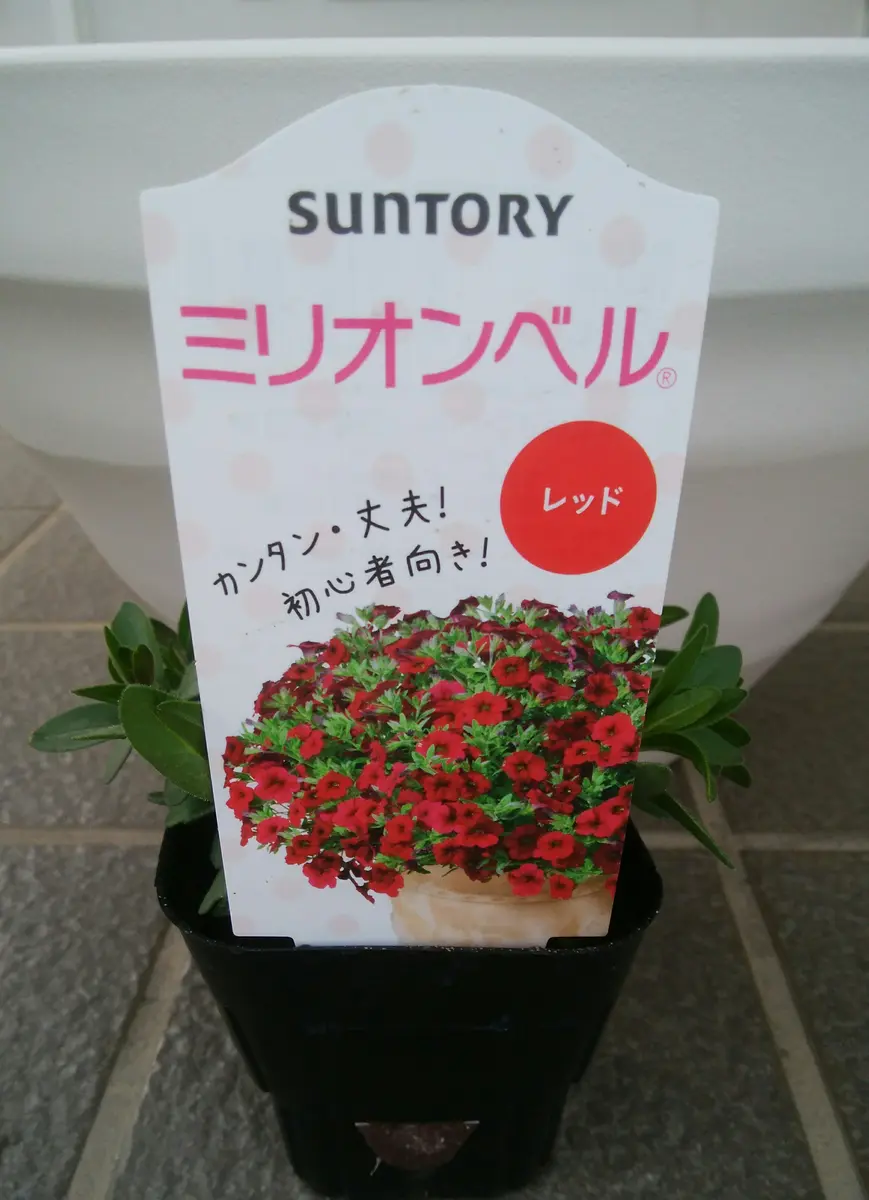 たっくさんのベル🔔を鳴らします(*^^*)/｜そだレポ（栽培レポート