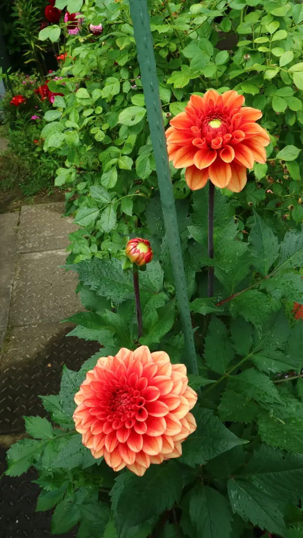 名前つき　ダリア　掘り上げたままセット　写真ぜんぶ 昨年に掘り上げたダリアの球根を植え付け☆｜そだレポ（栽培