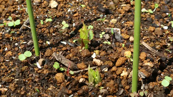 昨年に掘り上げたダリアの球根を植え付け☆｜そだレポ（栽培
