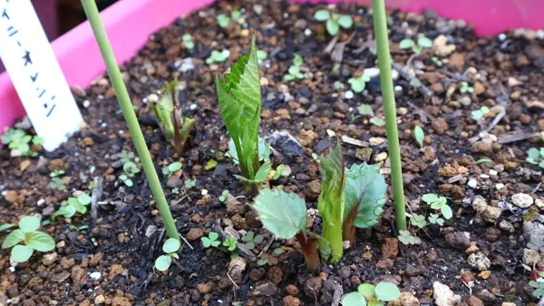 昨年に掘り上げたダリアの球根を植え付け☆｜そだレポ（栽培