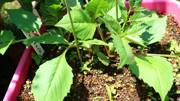 昨年に掘り上げたダリアの球根を植え付け☆｜そだレポ（栽培