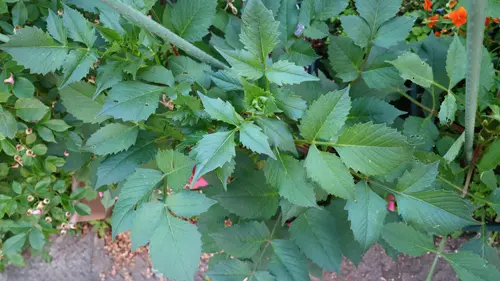 昨年に掘り上げたダリアの球根を植え付け☆｜そだレポ（栽培