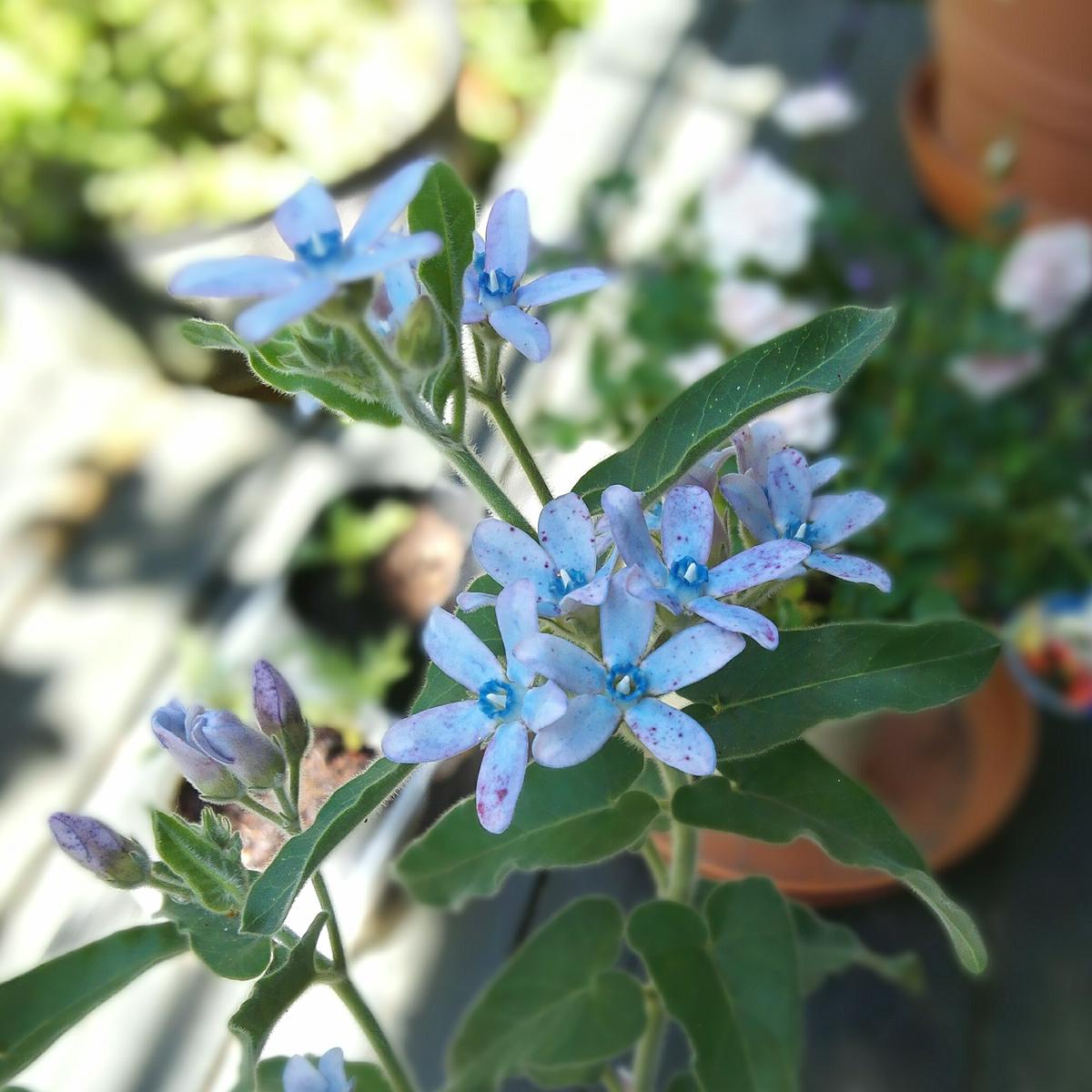 chamue　オキシペタラム　花苗 chamue オキシペタラム 花苗 chamue オキシペタラム 花苗 Amazon.co.jp