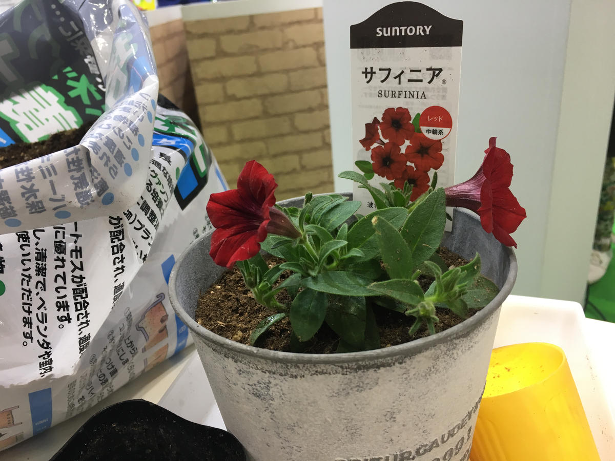初めての園芸｜そだレポ（栽培レポート）byイガクリコ｜みんなの趣味の園芸