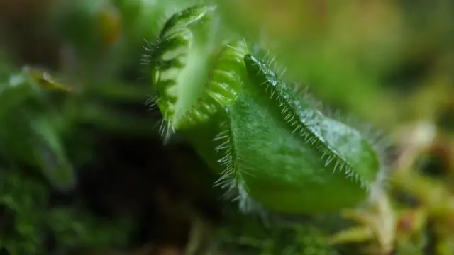 食虫植物セファロタスフォリキュラリス｜そだレポ（栽培レポート