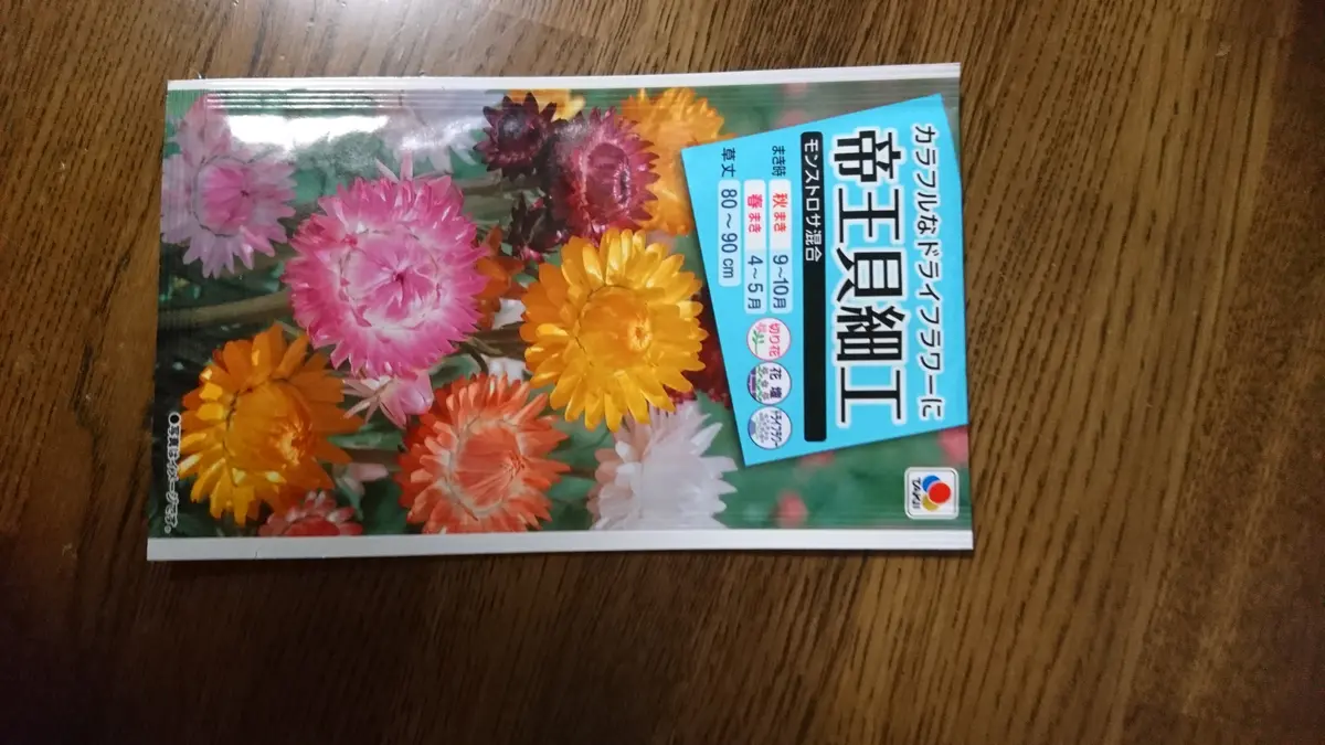 帝王貝細工⭐麦わらぎく｜そだレポ（栽培レポート）by桃色パンダ