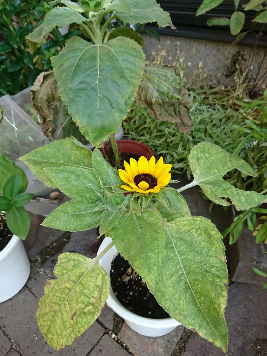 迷ったあげくの「ミニ咲ひまわり」｜そだレポ（栽培レポート）by