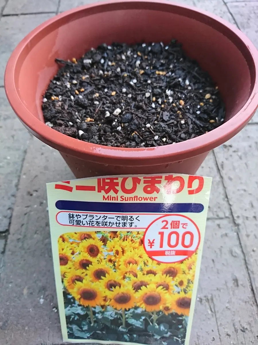 迷ったあげくの「ミニ咲ひまわり」｜そだレポ（栽培レポート）by