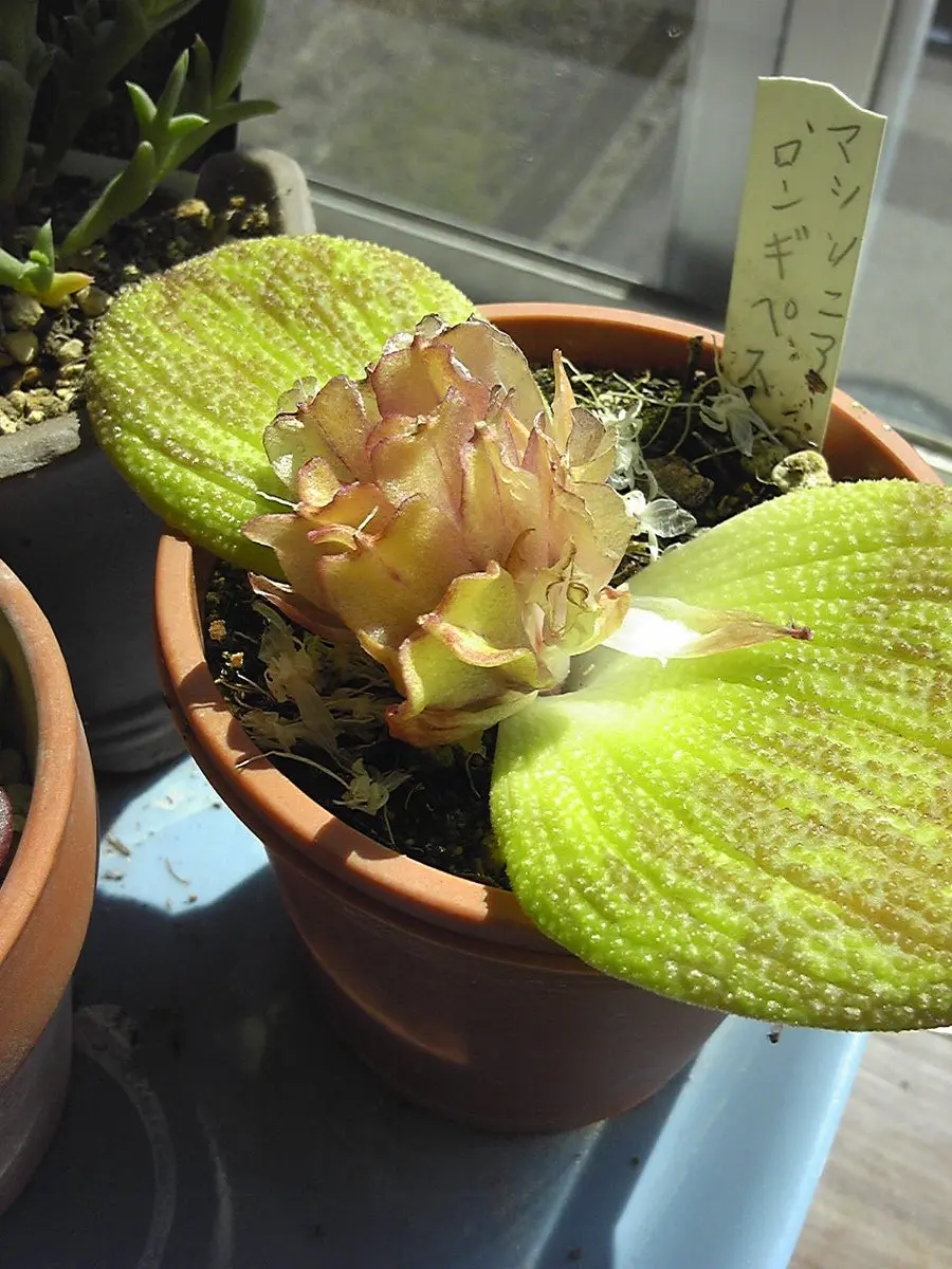 マッソニアロンギペスに挑戦｜そだレポ（栽培レポート）byロゼッタ