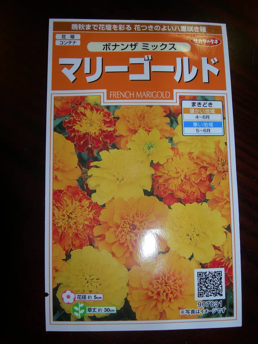 ショタ コンテナ 初めてのマリーゴールド|そだレポ(栽培レポート)byホルスタイン|みんなの趣味の園芸
