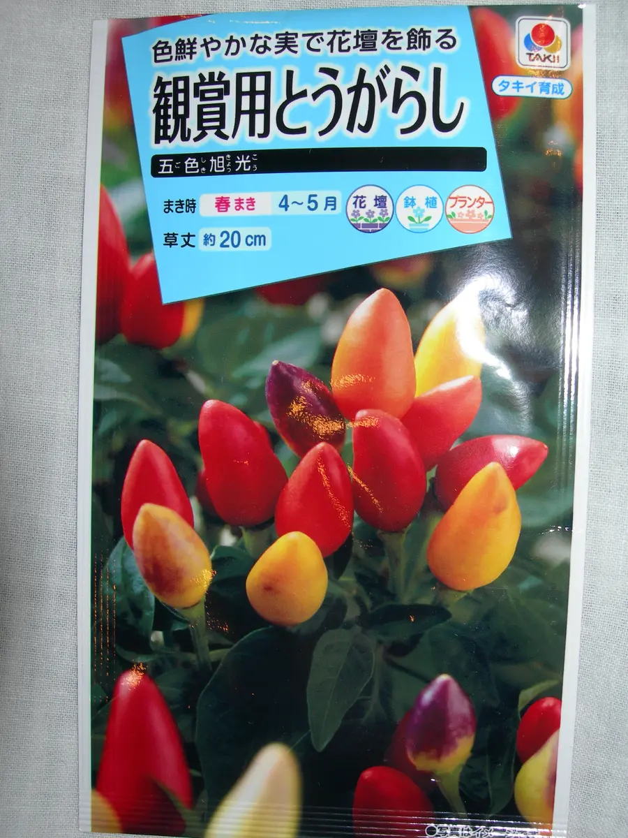 初めての観賞用トウガラシを種から育てます｜そだレポ（栽培レポート