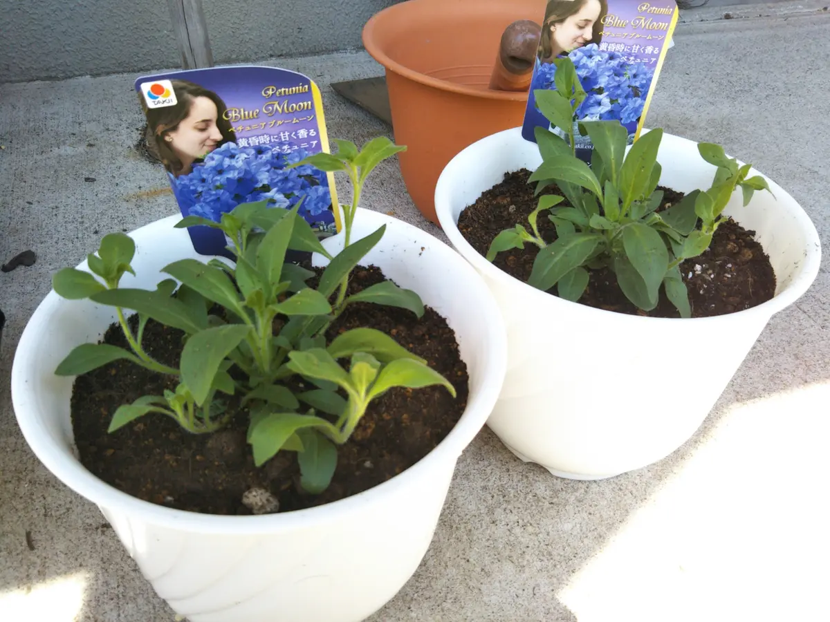 きよちゃん　風に香る初夏の寄せ植え　ブルー＆シック ペチュニア 夏の寄せ植え ブルー 初夏の寄せ植え おすすめの花 作り方
